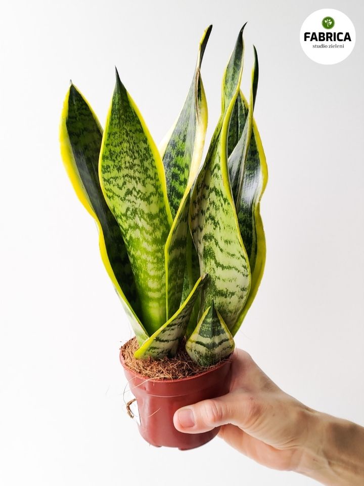 Sansevieria Futura Superba Ciekawa Ro Lina Do Domu