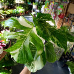 roślina monstera variegata