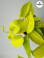 Epipremnum pinnatum Neon S