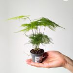 Asparagus setaceus 'Plumosus' - maluch