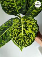 20210416_225529_0000