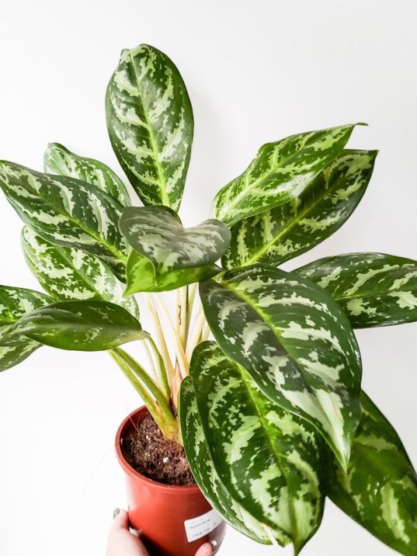 Aglaonema Commutatum