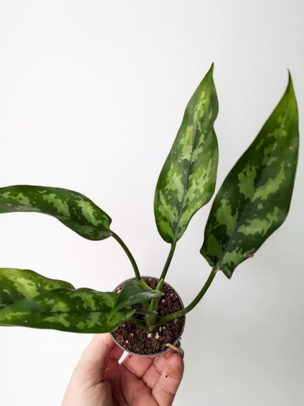 Aglaonema Maria