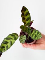 Calathea Lancifolia / Kalatea - obrazek 9