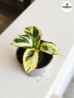 Calathea / Kalatea Yellow Miracle - obrazek 7