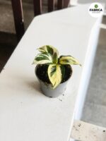 Calathea / Kalatea Yellow Miracle - obrazek 5