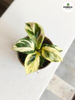 Calathea / Kalatea Yellow Miracle - obrazek 6