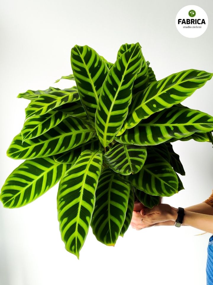 calathea zebrina - oryginalna roślina tropikalna do domu