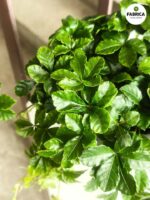 Cissus striata / Cissus pasiasty - obrazek 3