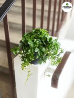 Cissus striata / Cissus pasiasty - obrazek 5
