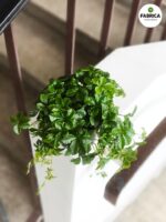Cissus striata / Cissus pasiasty - obrazek 2