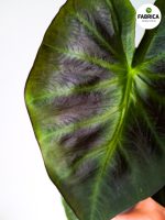 Colocasia esculenta 'Cintho Aloha' - obrazek 8