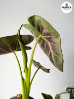 Colocasia esculenta 'Cintho Aloha' - obrazek 7