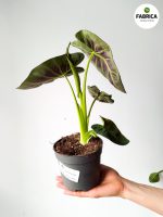 Colocasia esculenta 'Cintho Aloha' - obrazek 6