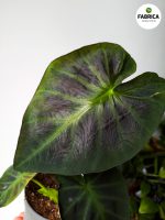 colocasia cintho aloha (4)