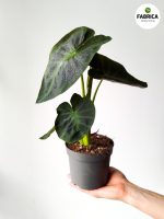 Colocasia esculenta 'Cintho Aloha' - obrazek 3