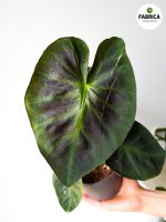 Colocasia esculenta 'Cintho Aloha' - obrazek 2