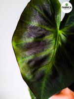 Colocasia esculenta 'Cintho Aloha' - obrazek 5