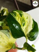 Epipremnum aureum Manjula - obrazek 8