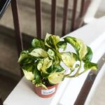 Epipremnum aureum Manjula