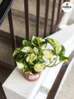 Epipremnum aureum Manjula