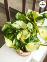 Epipremnum aureum Manjula - obrazek 7