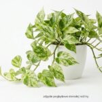 Epipremnum pinnatum Marble Queen M