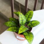 Hoja / Hoya Black Cat don8