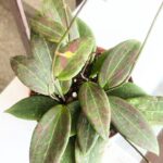 Hoja / Hoya wibergiae - różowoszary splash / maluch