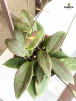 Hoja / Hoya wibergiae - różowoszary splash / maluch