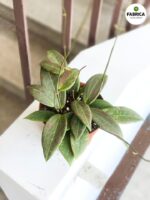 Hoja / Hoya wibergiae - różowoszary splash / maluch - obrazek 2