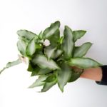 MURDANNIA LORIFORMIS Bright Star S - roślina idealna do cienia