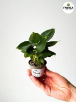 Musa 'Tropicana' / Bananowiec maluch - obrazek 4