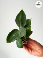Musa 'Tropicana' / Bananowiec maluch - obrazek 2