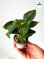 musa tropicana bananowiec (2)