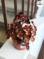 Peperomia Cream Brulle - obrazek 2