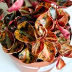 Peperomia Creme Brulle S