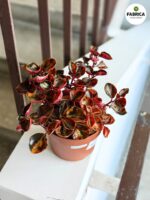 Peperomia Cream Brulle - obrazek 5