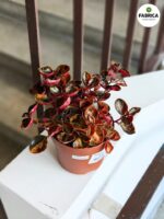 Peperomia Cream Brulle - obrazek 3