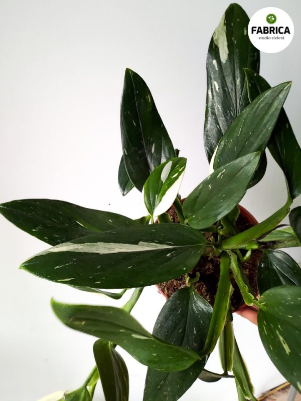 philodendron cobra (5)