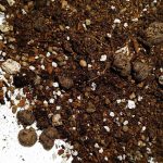 Podłoże do Alocasia (Alokazja), Pachira, Xanthosoma