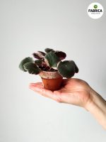 Saxifraga stolonifera TRICOLOR - wisząca - obrazek 6
