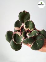 saxifraga variegata