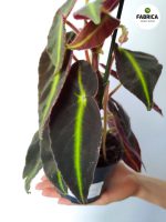 begonia listada (3)