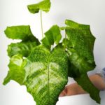 Kalatea / Calathea Network
