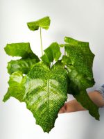 Kalatea / Calathea Network