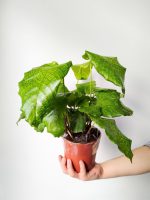 Kalatea / Calathea Network - obrazek 3