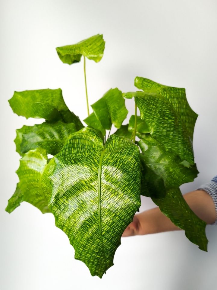 calathea network Kalatea / Calathea Network - obrazek 1