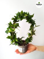 hedera (6)