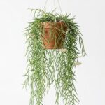 Hoja / Hoya Linearis